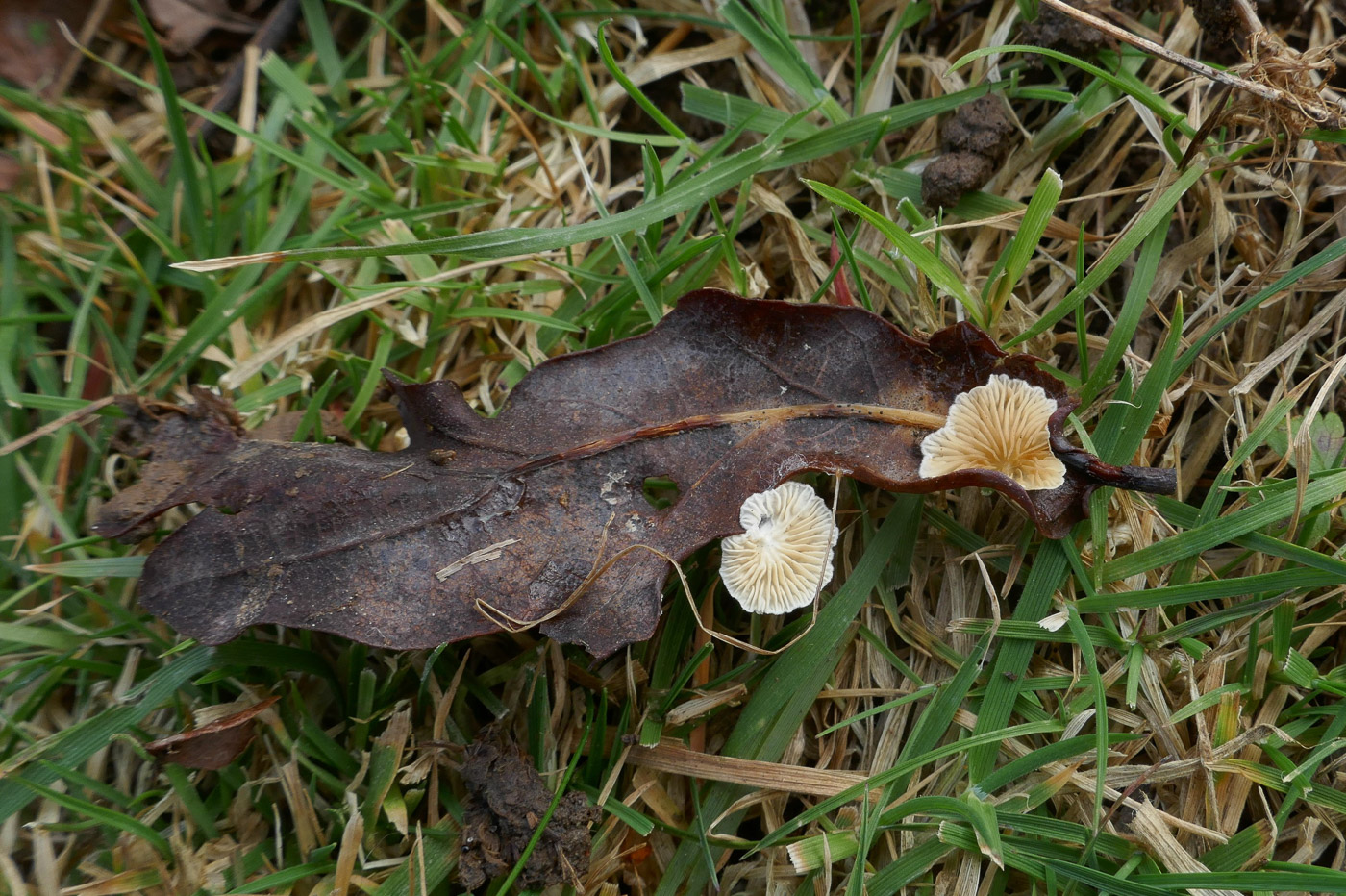 Photo by Jackie Ewan Crepidotus epibryus by Jackie Ewan